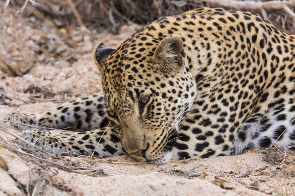 South Ngala Private Game Reserve Young leopard